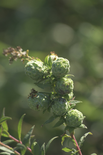 Unknown species found near Schurch-Thomson Prairie, Iowa County, WI, USA