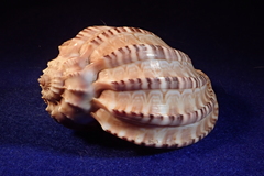 Harpa articularis