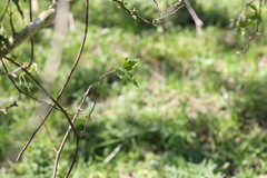 Urvillea uniloba, photograph (c) Andrea Gantzer, some rights reserved (CC BY)