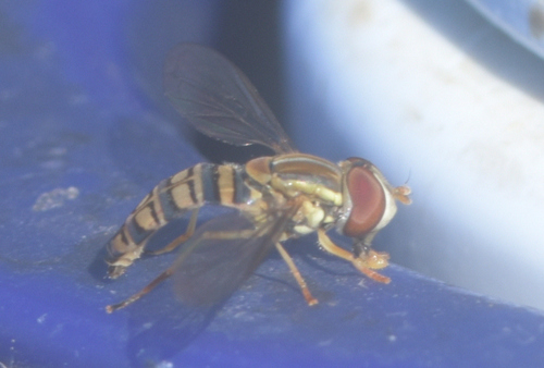 Unknown species found near Schurch-Thomson Prairie, Iowa County, WI, USA