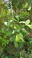 Magnoliopsida