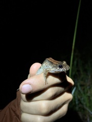 Leptodactylus wagneri
