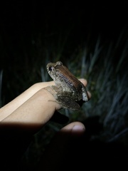 Leptodactylus wagneri