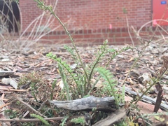 Achillea millefolium