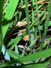 Dendropsophus bifurcus