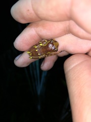 Dendropsophus sarayacuensis