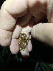 Dendropsophus sarayacuensis