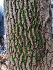 Oxydendrum