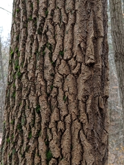 Oxydendrum