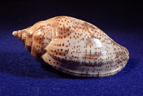 Harpulina