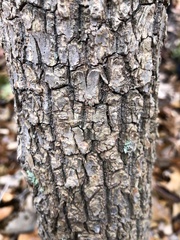 Oxydendrum