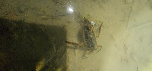 American Giant Water Bug