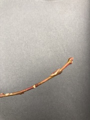 Oxydendrum