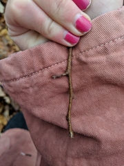 Oxydendrum
