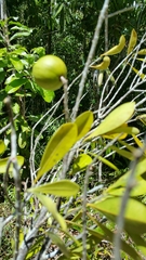 Sapotaceae