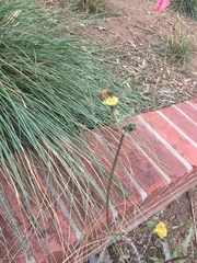Apis mellifera