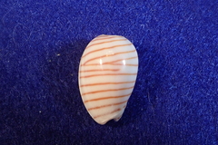 Persicula cingulata