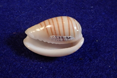 Persicula cingulata