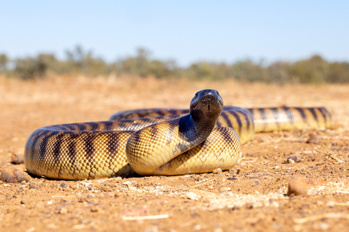 Black-headed Python sighting