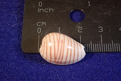 Persicula cingulata