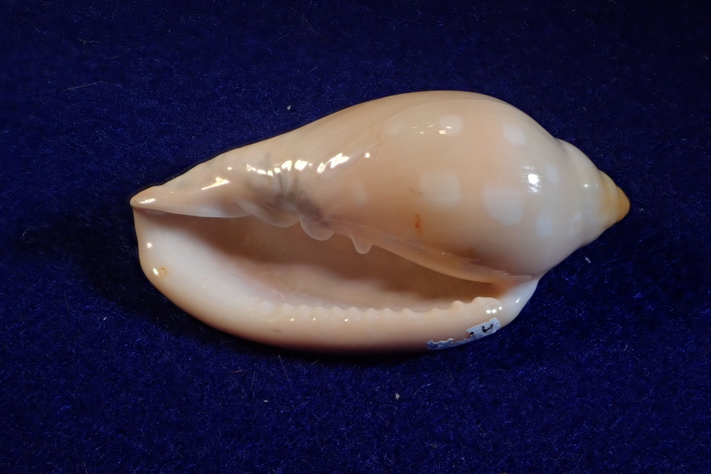 Marginella sebastiani