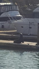 Zalophus californianus