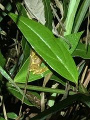 Dendropsophus sarayacuensis
