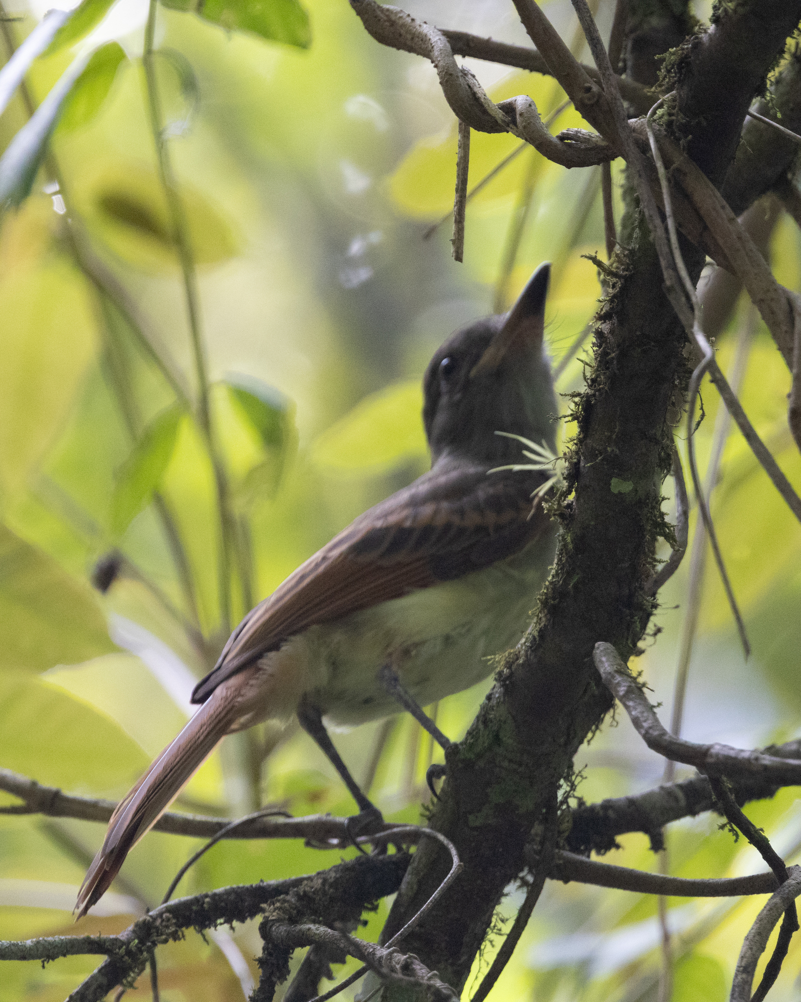 Rufous-tailed Flycatcher (Myiarchus validus), photo 2