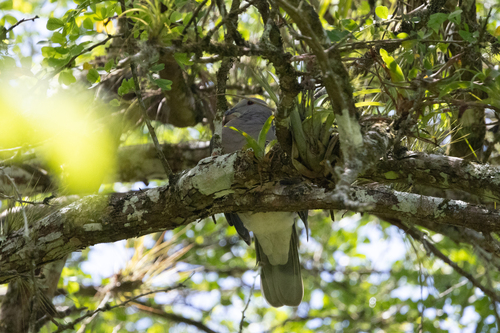 Ring-tailed Pigeon (Patagioenas caribaea), photo 7