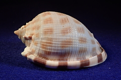 Phalium