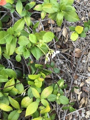 Trachelospermum jasminoides