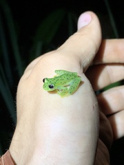 Chimerella mariaelenae