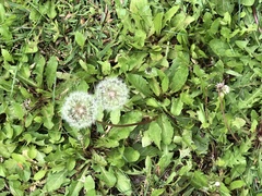 Taraxacum
