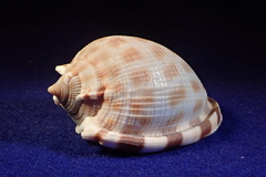 Phalium