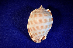 Phalium