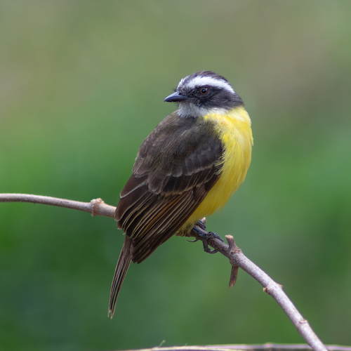 Social Flycatcher