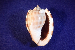 Phalium