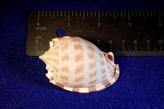 Phalium
