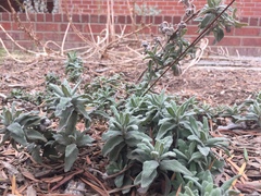 Salvia