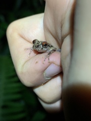 Pristimantis altamazonicus