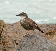 Cinclodes nigrofumosus