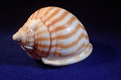 Phalium flammiferum
