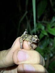 Pristimantis altamazonicus