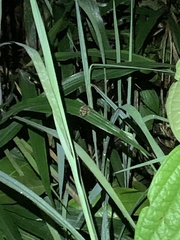 Pristimantis altamazonicus