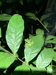 Nymphargus