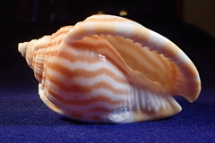 Phalium flammiferum