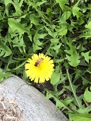 Apis mellifera