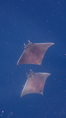 Mobula hypostoma