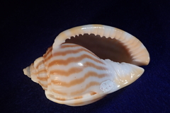 Phalium flammiferum