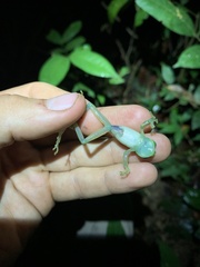 Nymphargus